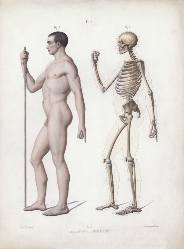 Illustrasjon for The Anatomy of the External Forms of Man: Mann stående, sett fra siden (farge litho) av European School