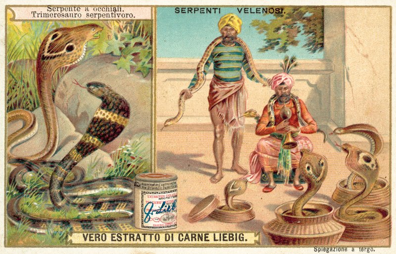 Indisk kobra og hoggorm (chromolitho) av European School