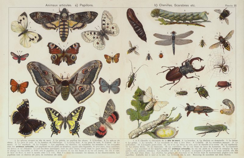Insekter og andre virvelløse dyr (chromolitho) av European School