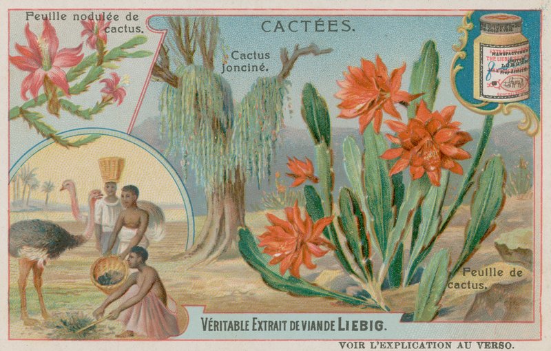 Joncine Cactus av European School
