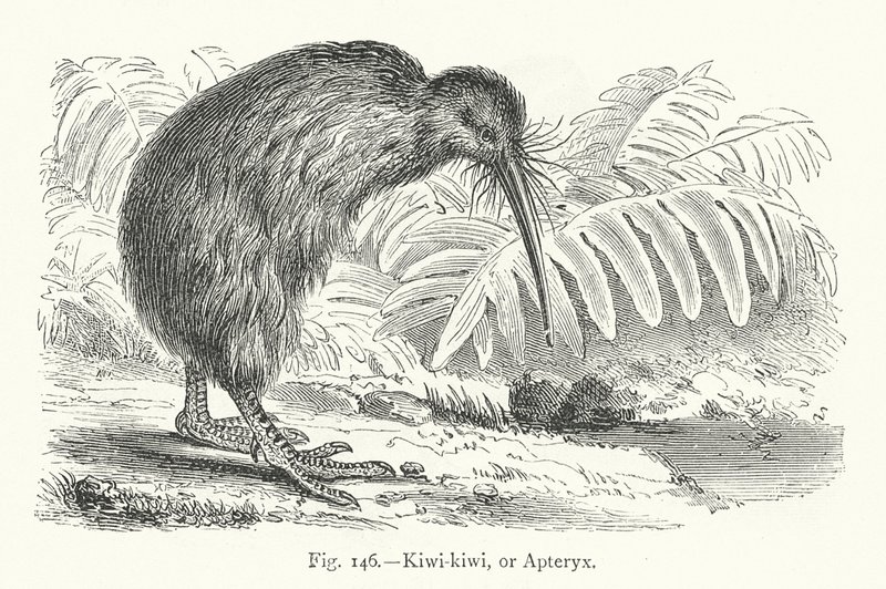 Kiwi-kiwi, eller Apteryx (gravering) av European School