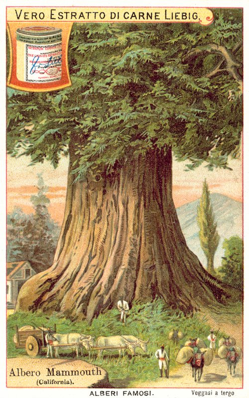 Mammoth Tree, California (chromolitho) av European School