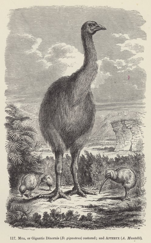 Moa, eller Gigantic Dinornis (D giganteus) restaurert; og Apteryx, A Mantelli (gravering) av European School