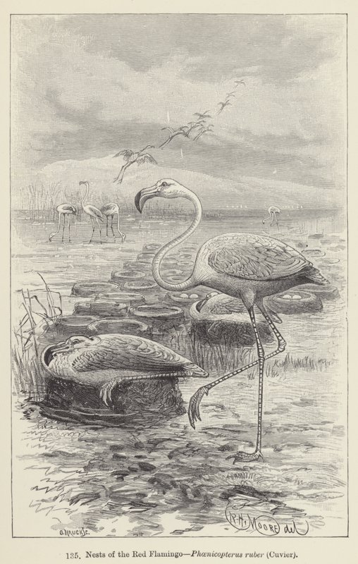 Reder av den røde flamingoen, Phoenicopterus ruber, Cuvier (gravering) av European School
