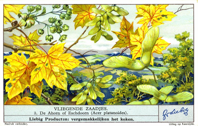 Lønne (Acer platanoides) (chromolitho) av European School