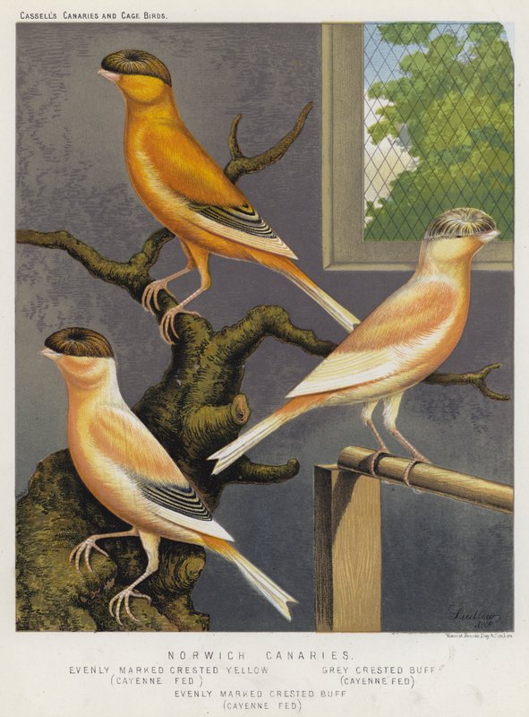 Norwich Canaries, jevnt merket Crested Yellow, Cayenne Fed, Grey Crested Buff, Cayenne Fed, jevnt merket Crested Buff, Cayenne Fed (farge litho) av European School