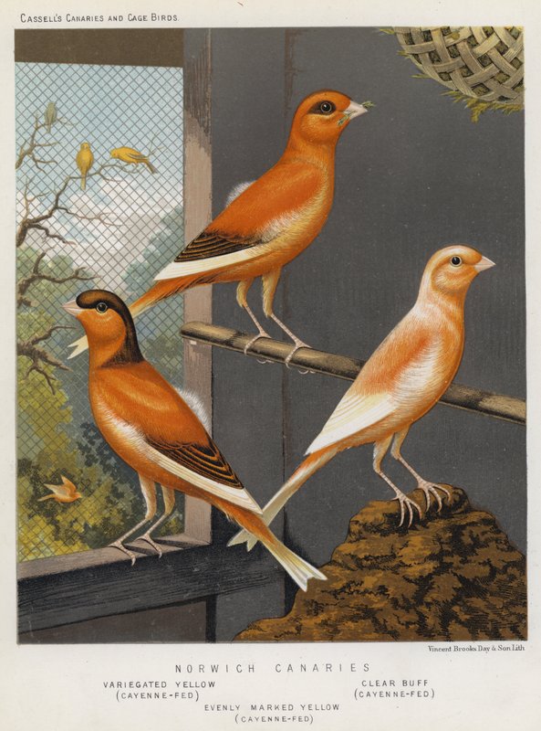 Norwich Canaries, spraglete gule, Cayenne-fed, Clear Buff, Cayenne-Fed, jevnt merket gul, Cayenne-Fed (farge litho) av European School