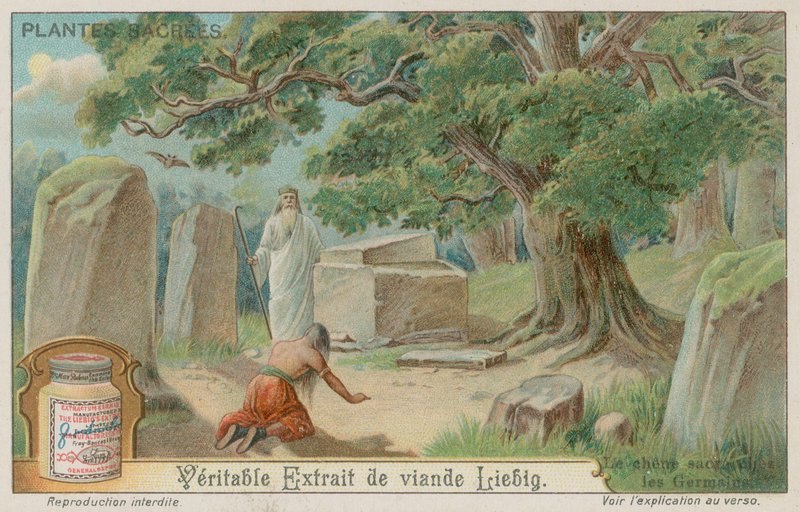 Eiketre hellig for de gamle tyskerne av European School