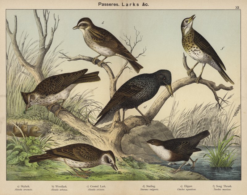 Passeres, Larks av European School