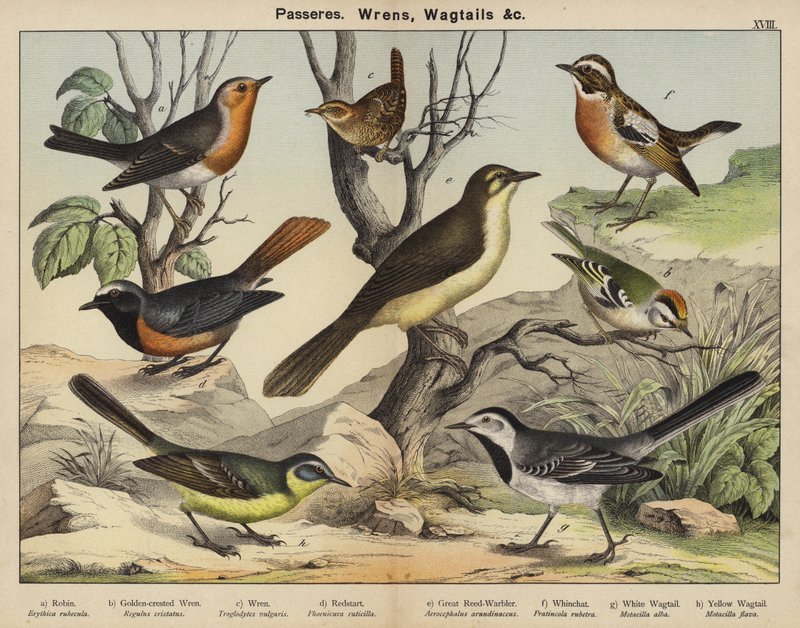 Passerer, Wrens, Wagtails av European School