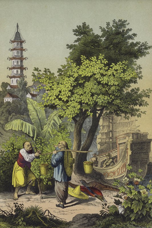 Folk og planter i Kina (farge litho) av European School