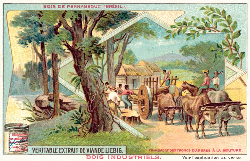Pernambuco-tre (chromolitho) av European School