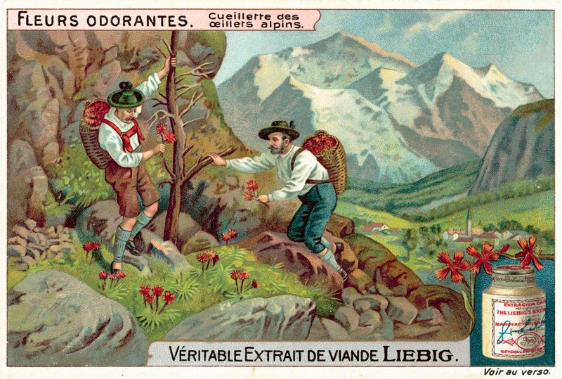 Å plukke alpin dianthus (chromolitho) av European School