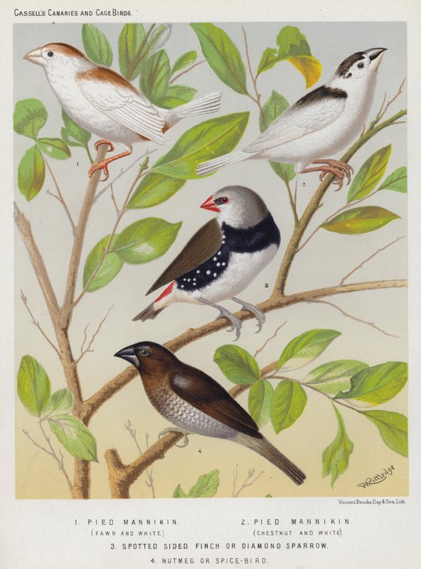 Pied Mannikin, Fawn and White, Chestnut and White, Spotted Sided Finch eller Diamond Sparrow, Muskat eller Spice-Bird (farge litho) av European School