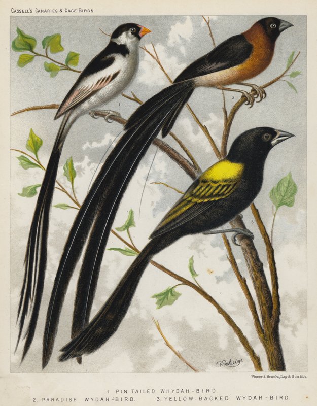 Pin Tailed Whydah-Bird, Paradise Wydah-Bird, Yellow Backed Wydah-Bird (farge litho) av European School