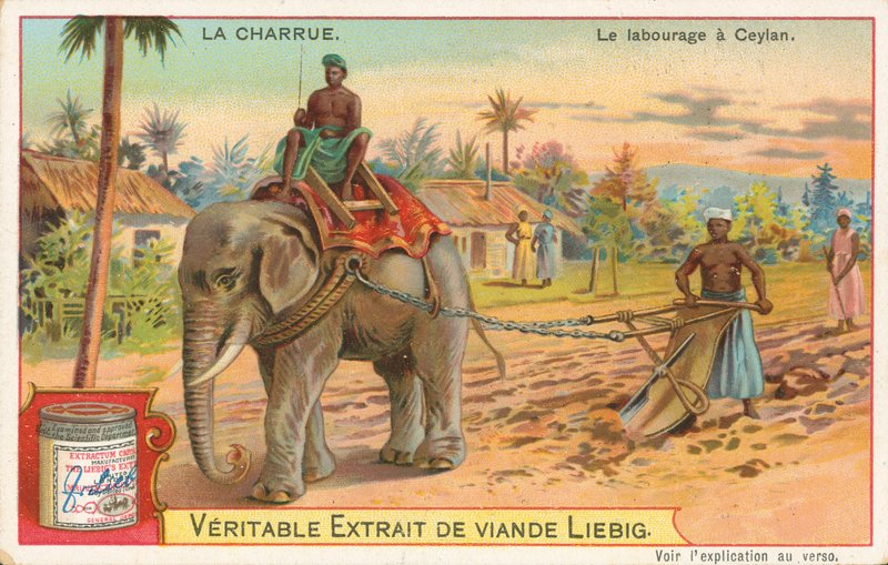 Pløying med elefant, Ceylon, Liebig-kort, tidlig på 1900-tallet (kromo) av European School