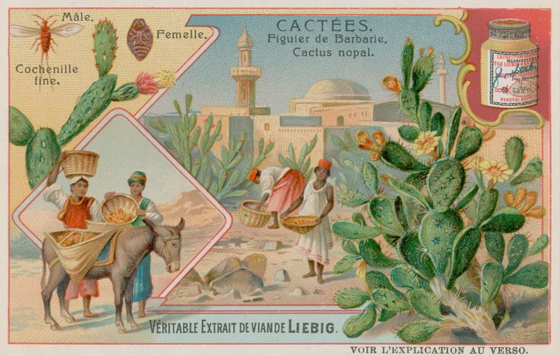 Piggpære (Cactus Nopal) og Cochineal Beetle av European School