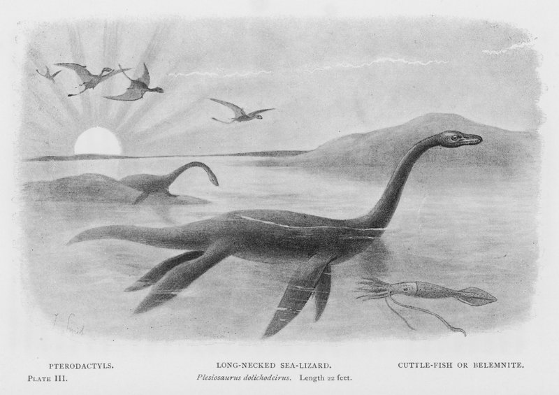 Pterodactyls, langhalset havøgle, Plesiosaurus dolichhodeirus, lengde 22 fot, blekksprut eller belemnit (litho) av European School