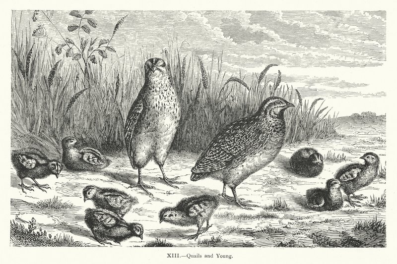 Quails and Young (gravering) av European School