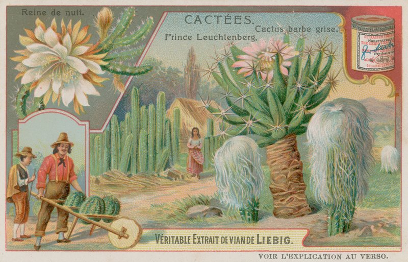 Nattens Dronning, Prins Leuchtenberg og Grey Bearded Cactus av European School