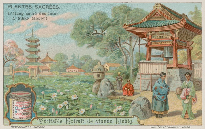 Hellig lotusblomstdam i Nikko, Japan av European School