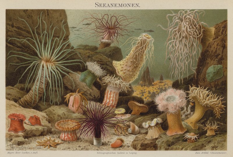 Sjøanemoner av European School