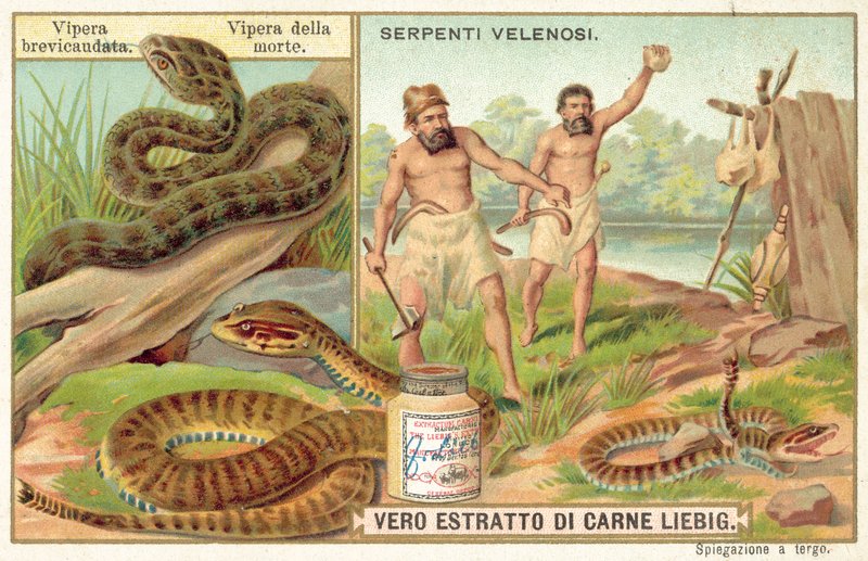 Korthalet hoggorm og vanlig dødhoggorm (chromolitho) av European School