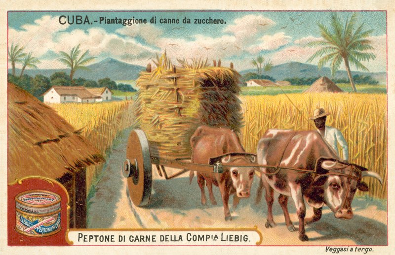 Sukkerrørplantasje, Cuba (chromolitho) av European School