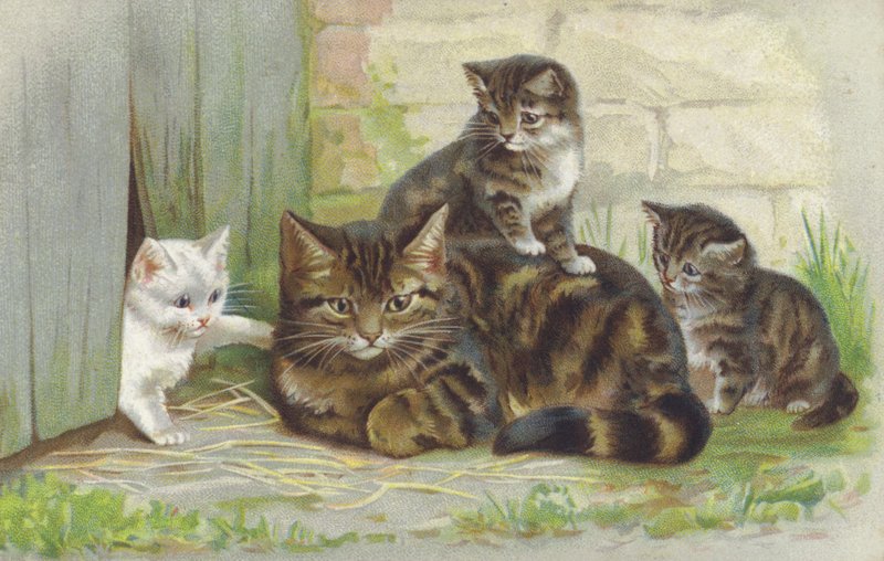 Tabbykatt med tre kattunger (chromolitho) av European School