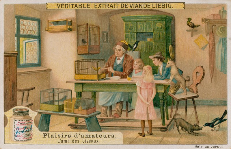 Amatørfuglelskeren av European School
