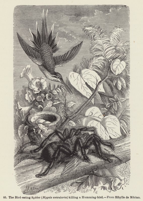 Den fuglespisende edderkoppen (Mygale avicularia) dreper en kolibri (gravering) av European School