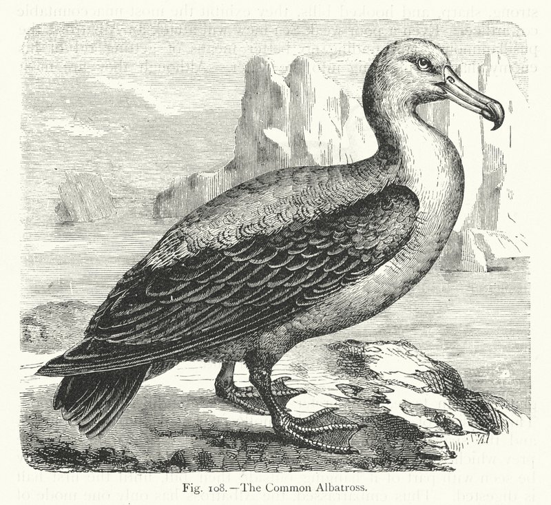 Den vanlige albatrossen (gravering) av European School