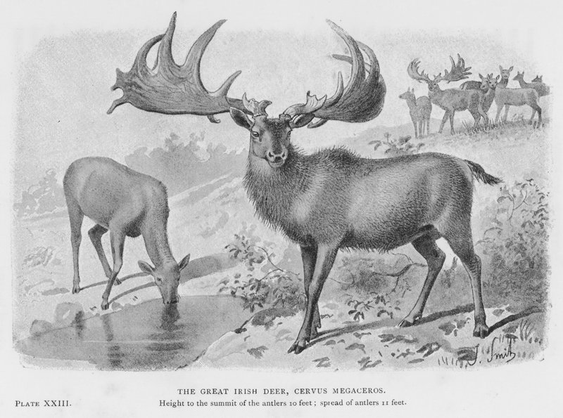 Den store irske hjorten, Cervus Megaceros (litho) av European School