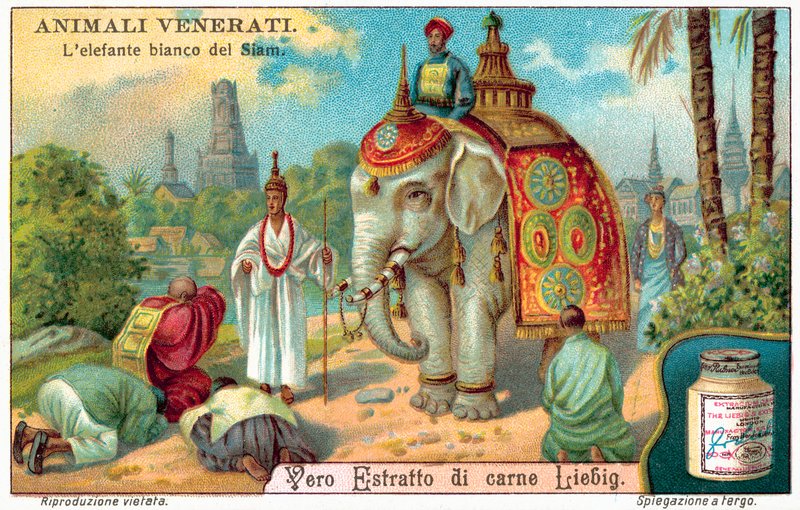 Den hvite elefanten til Siam (chromolitho) av European School