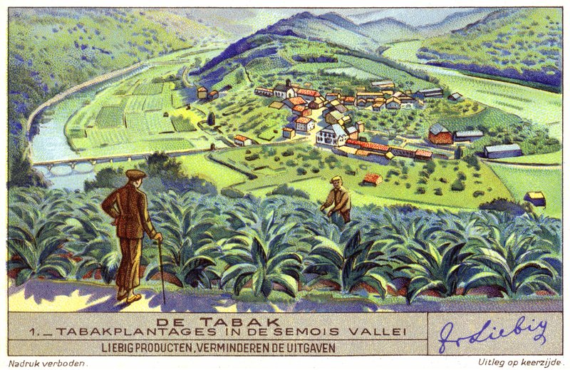 Tobakksplantasje i Semois-dalen, Belgia (chromolitho) av European School