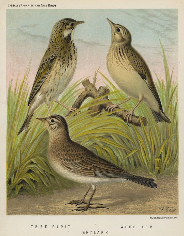 Trepiperke, skoglærke, himmellærke (farge litho) av European School