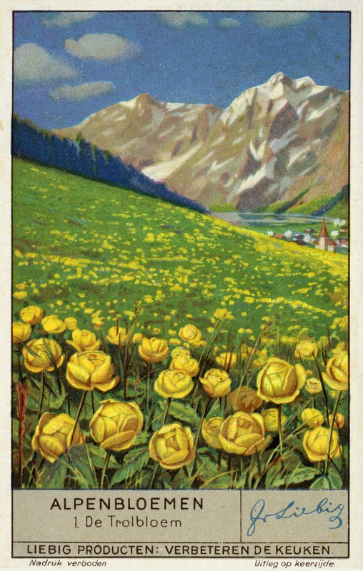 Trollius (kuleblomst) (chromolitho) av European School