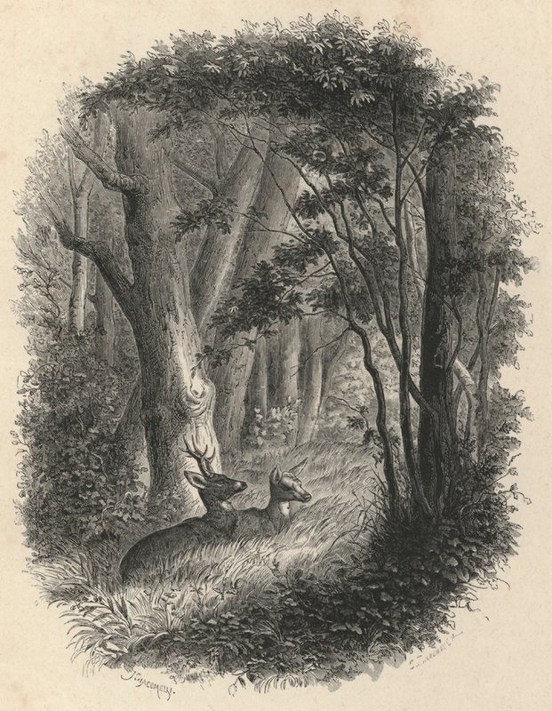 Et hjørne av skogen til Fontainebleau (gravering) av European School
