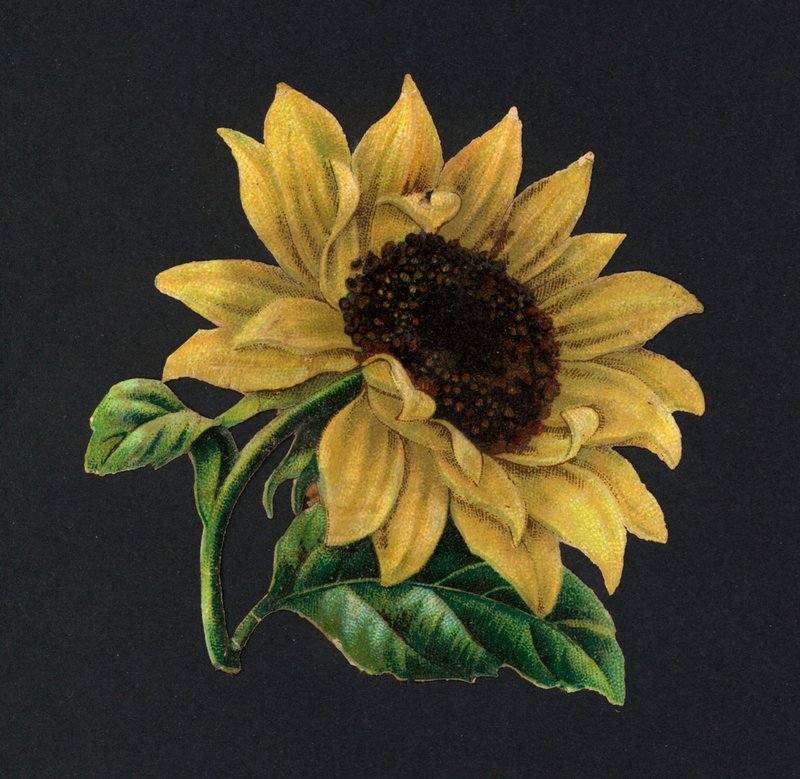 Viktorianske utklipp: Solsikke (chromolitho) av European School