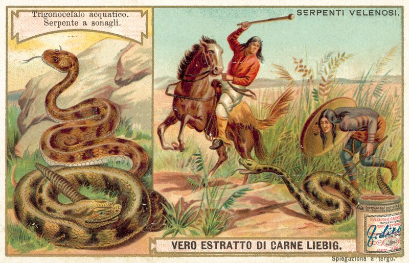 Vannmokkasin og klapperslange (chromolitho) av European School