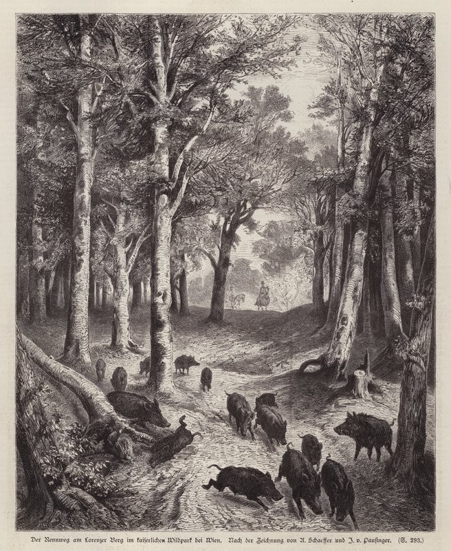 Villsvin på Lorenzer Berg i Imperial Park i Wien, Østerrike (gravering) av European School