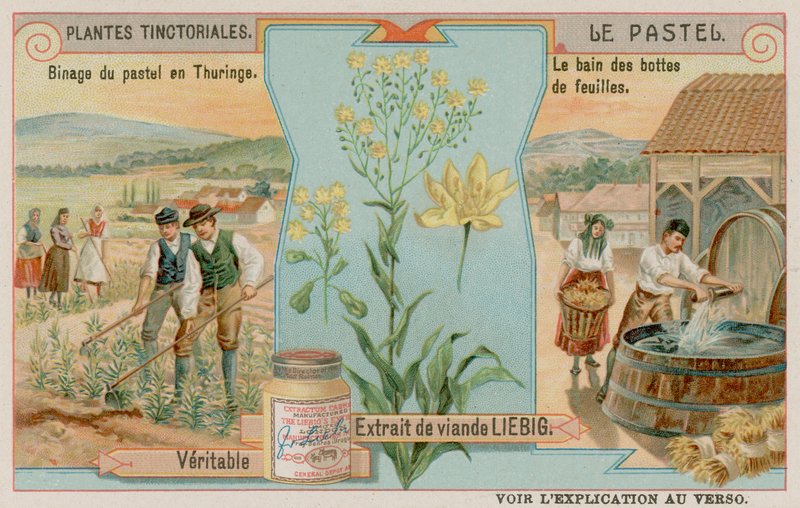 Woad and a Harvest i Thüringen i Tyskland av European School