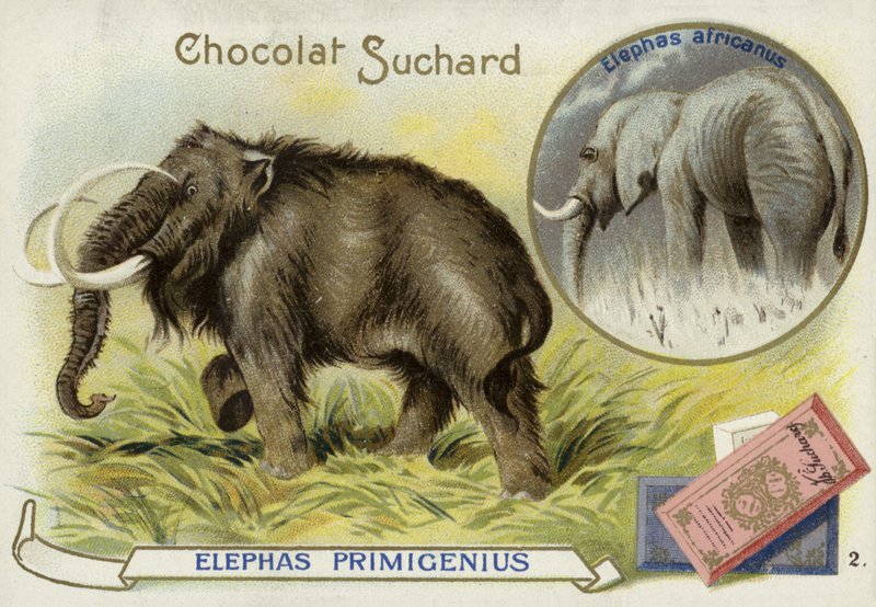 Ullen mammut og afrikansk elefant av European School