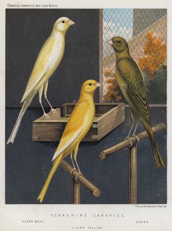 Yorkshire Canaries, Clear Buff, Green, Clear Yellow av European School