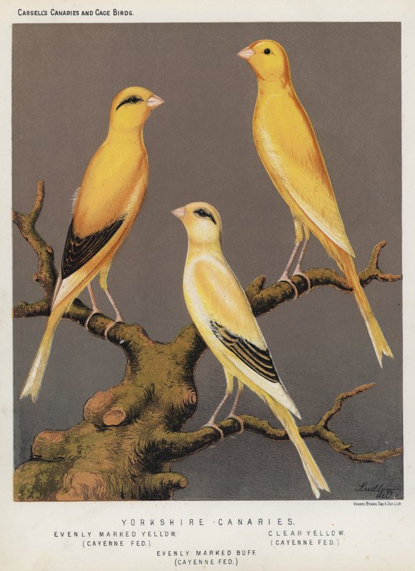 Yorkshire Canaries, jevnt merket gul, Cayenne Fed, Klar gul, Cayenne Fed, jevnt merket Buff, Cayenne Fed (farge litho) av European School