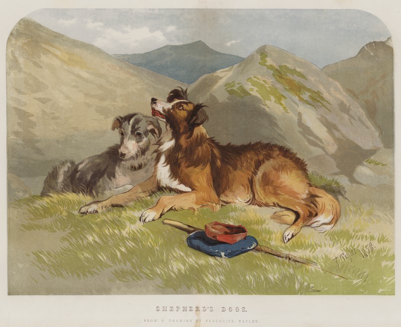Hyrdehunder av F. Tayler