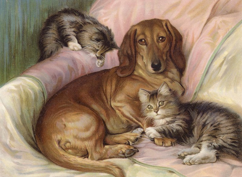 Lekekamerater - hund og to katter, sitter på en sofa (farge litho) av Fannie Moody