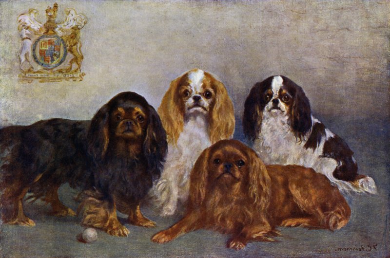 King Charles Spaniels av Frances C. Fairman