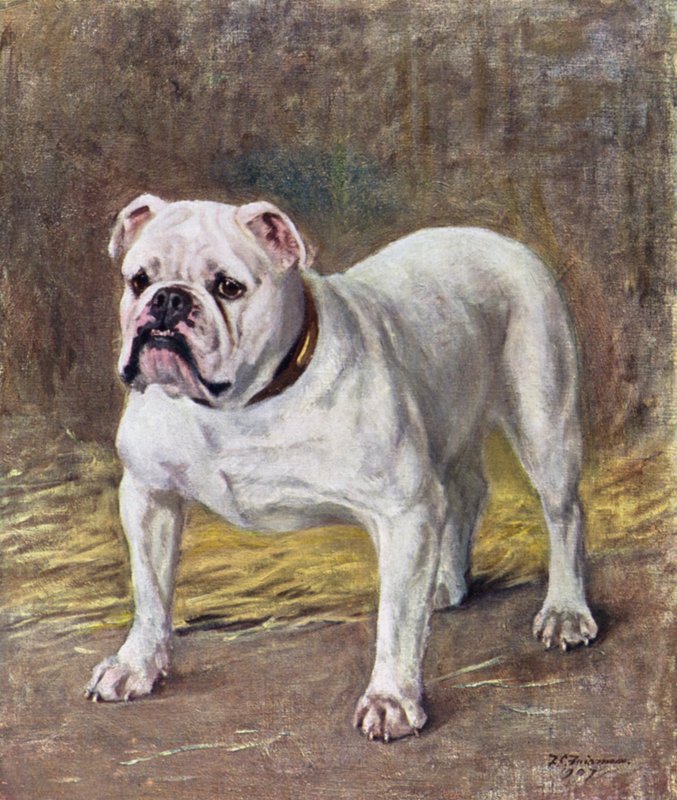 Den berømte bulldoggen Ch Silent Duchess av Frances C. Fairman