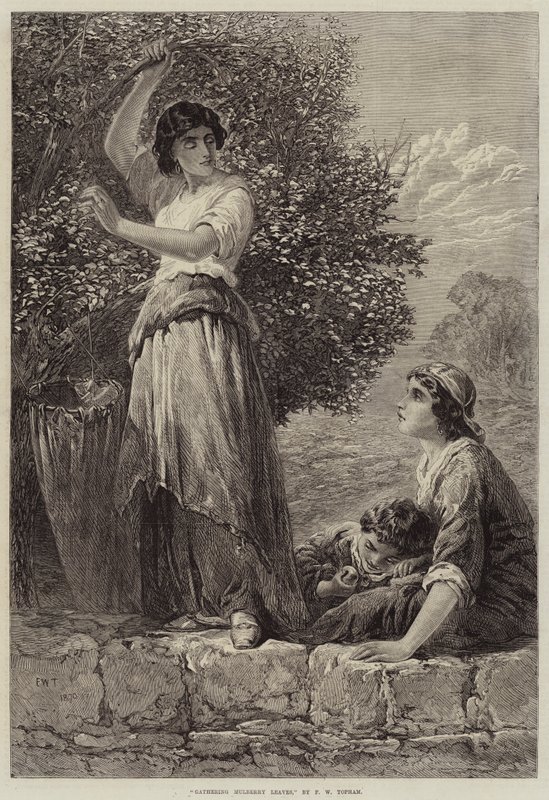 Samler morbærblader av Francis William Topham